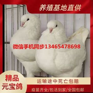ɽ������Ԫ������ֳ��